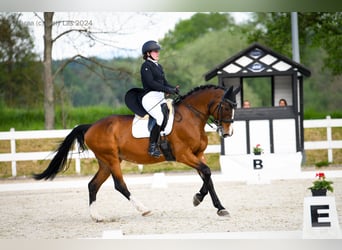 Malopolski, Merrie, 16 Jaar, 164 cm, Bruin