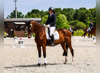 Malopolski, Merrie, 16 Jaar, 164 cm, Bruin