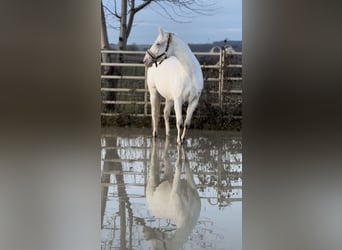Malopolski, Merrie, 3 Jaar, 161 cm, Appaloosa