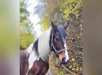 Malopolski, Merrie, 4 Jaar, 165 cm, Gevlekt-paard