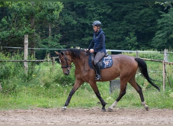 Malopolski, Merrie, 5 Jaar, 166 cm, Roodbruin