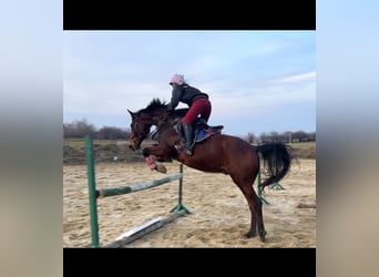 Malopolski, Ruin, 11 Jaar, 165 cm, Roodbruin