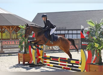 Malopolski, Ruin, 6 Jaar, 164 cm, Bruin