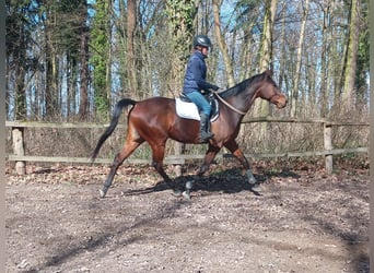 Malopolski, Ruin, 6 Jaar, 164 cm