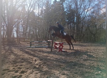 Malopolski, Ruin, 6 Jaar, 164 cm