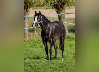 Malopolski, Semental, 4 años, 165 cm, Negro