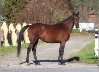 Malopolski, Yegua, 6 años, 162 cm, Castaño oscuro