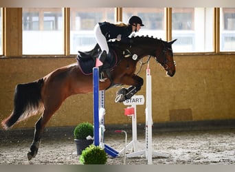 Mały koń niemiecki, Klacz, 13 lat, 151 cm, Gniada