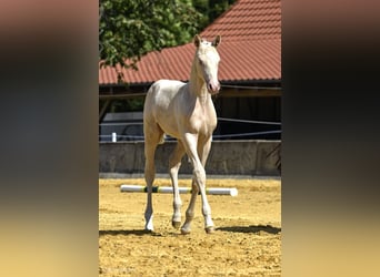 Mały koń niemiecki, Klacz, 1 Rok, 158 cm, Cremello