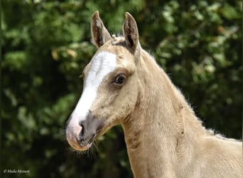 Mały koń niemiecki, Klacz, 1 Rok, 158 cm, Izabelowata