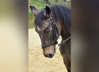 Mały koń niemiecki, Klacz, 23 lat, 154 cm, Jelenia