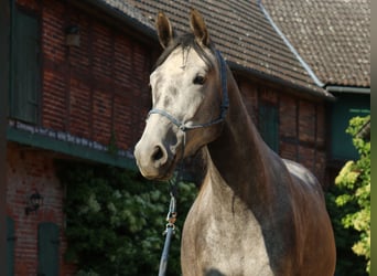 Mały koń niemiecki, Klacz, 3 lat, 157 cm, Siwa