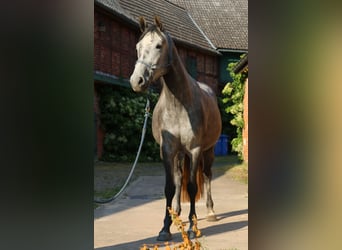 Mały koń niemiecki, Klacz, 3 lat, 157 cm, Siwa