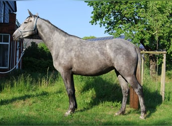 Mały koń niemiecki, Klacz, 3 lat, 157 cm, Siwa