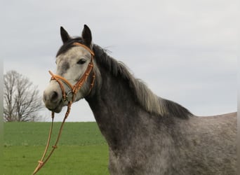 Mały koń niemiecki, Klacz, 4 lat, 150 cm, Siwa