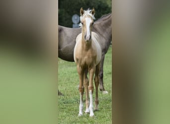 Mały koń niemiecki, Klacz, Źrebak (06/2023), 158 cm, Izabelowata