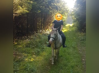 Mały koń niemiecki, Wałach, 18 lat, 150 cm, Siwa