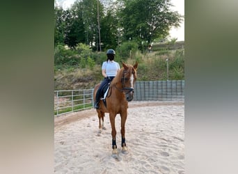 Mały koń niemiecki, Wałach, 21 lat, 156 cm, Kasztanowata