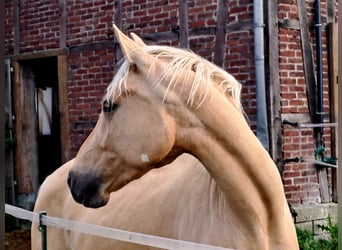 Mały koń niemiecki, Wałach, 3 lat, 156 cm, Izabelowata
