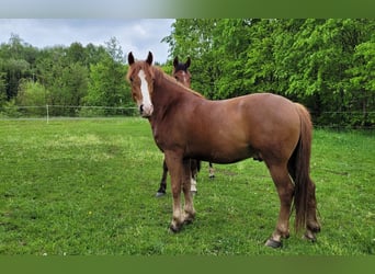 Mały koń niemiecki Mix, Wałach, 6 lat, 153 cm, Kasztanowata