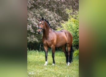 Mały koń niemiecki, Wałach, 7 lat, 156 cm, Gniada