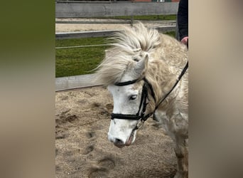 Mały koń niemiecki, Wałach, 8 lat, 135 cm, Siwa