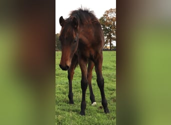 Mangalarga, Castrone, 1 Anno, 153 cm, Baio scuro