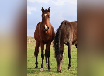 Mangalarga, Castrone, 2 Anni, 155 cm, Grigio ferro