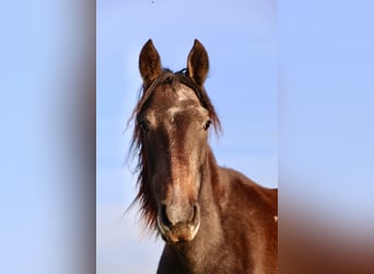 Mangalarga, Castrone, 2 Anni, 155 cm, Grigio ferro