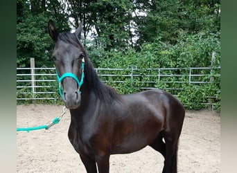 Mangalarga Mix, Castrone, 3 Anni, Morello