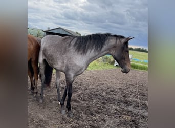 Mangalarga, Castrone, 4 Anni, 156 cm, Roano blu