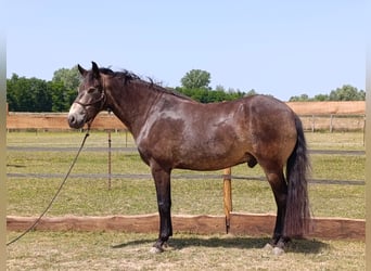 Mangalarga, Castrone, 5 Anni, 154 cm, Pelle di daino