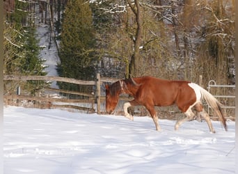 Mangalarga, Castrone, 5 Anni, 160 cm, Tobiano-tutti i colori