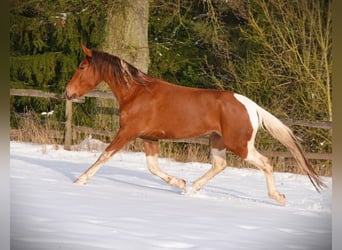 Mangalarga, Castrone, 5 Anni, 160 cm, Tobiano-tutti i colori