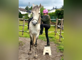 Mangalarga, Castrone, 8 Anni, 154 cm, Grigio pezzato