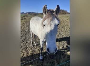 Mangalarga, Castrone, 9 Anni, 154 cm, Grigio