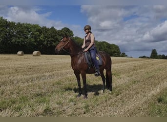 Mangalarga, Giumenta, 10 Anni, 152 cm, Baio