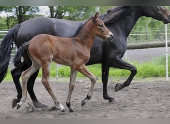 Mangalarga, Giumenta, 10 Anni, 152 cm, Baio