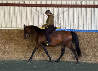 Mangalarga, Giumenta, 11 Anni, 153 cm, Baio