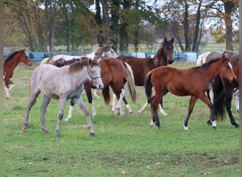Mangalarga, Giumenta, 1 Anno, 153 cm, Grigio rossastro
