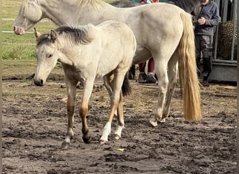 Mangalarga, Giumenta, 1 Anno, 153 cm, Pelle di daino