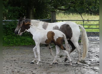 Mangalarga, Giumenta, 2 Anni, 152 cm, Pezzato