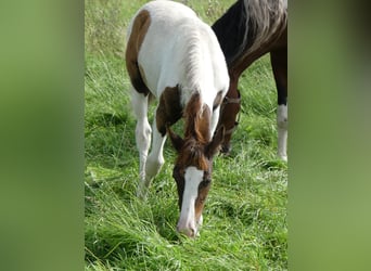 Mangalarga, Giumenta, 2 Anni, 152 cm, Pezzato