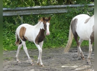 Mangalarga, Giumenta, 2 Anni, 152 cm, Pezzato