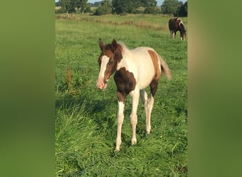 Mangalarga, Giumenta, 2 Anni, 152 cm, Pezzato