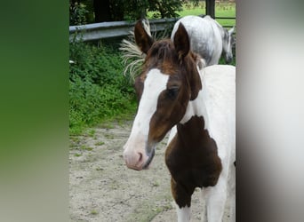 Mangalarga, Giumenta, 2 Anni, 152 cm, Pezzato