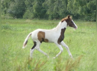 Mangalarga, Giumenta, 2 Anni, 152 cm, Pezzato