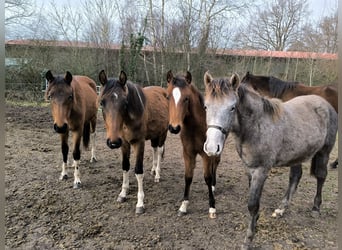 Mangalarga, Giumenta, 2 Anni, 152 cm, Pezzato
