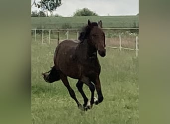 Mangalarga, Giumenta, 2 Anni, 153 cm, Baio