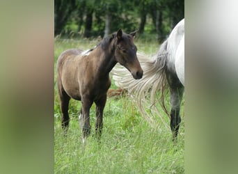 Mangalarga, Giumenta, 2 Anni, 155 cm, Baio